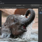 Adobe to Release a Free-to-Use Version of Photoshop on the Web